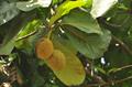 Artocarpus odoratissimus